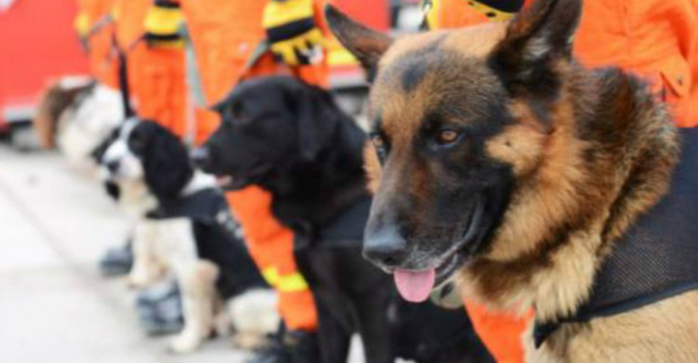 Los perros de los albergues ya no tendrán hambre gracias a la donación de «Dog Chow»