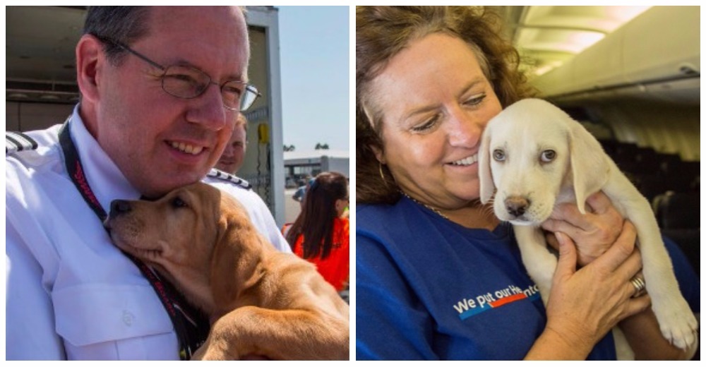 Una aerolínea llena su cabina con mascotas que quedaron huérfanas después del Huracán Harvey