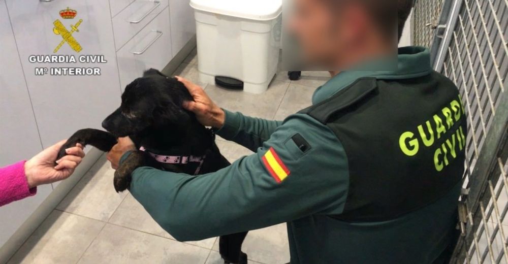 Se investigan a 50 personas por el maltrato y abandono de más de 300 animales en Málaga