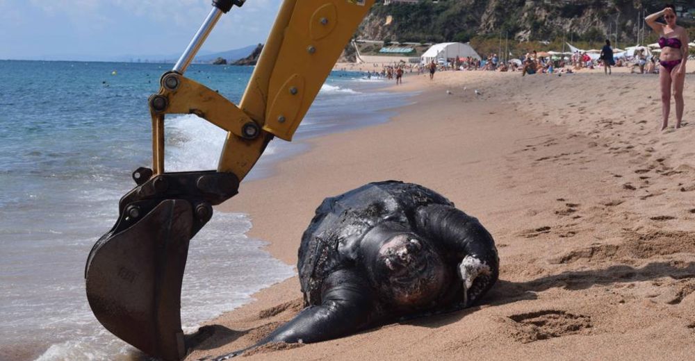 Necesitaron una grúa más grande para el enorme animal que apareció en las costas españolas