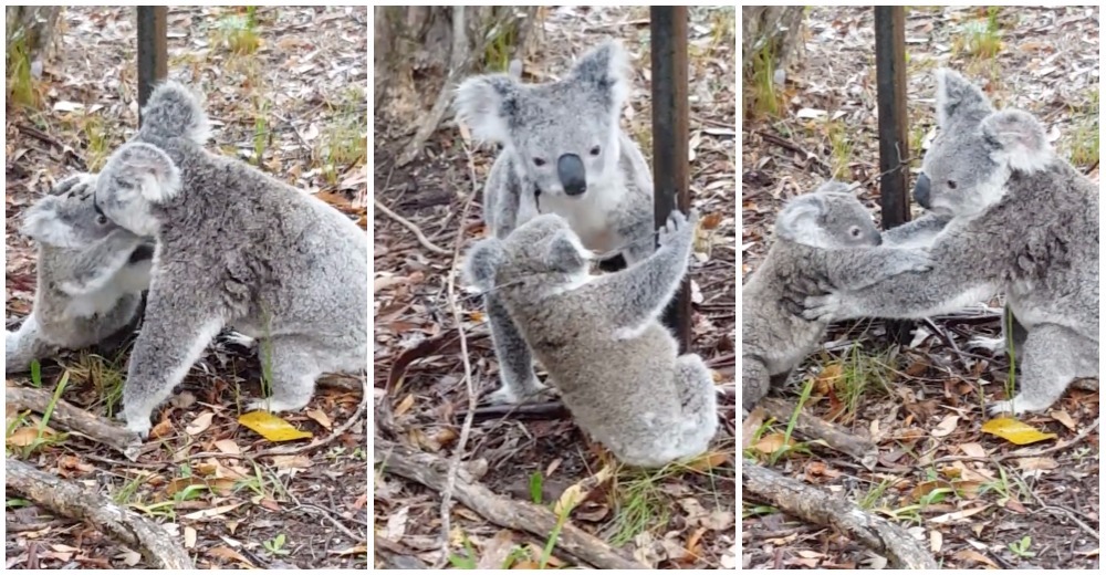 Una mamá koala descubre que su hijo corre peligro y arriesga todo para liberarlo