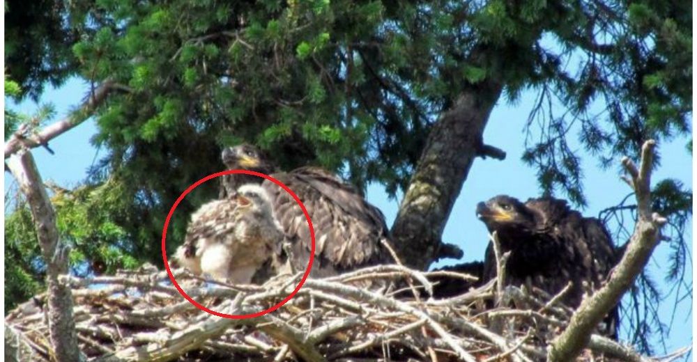 Dos águilas adoptan a un bebé halcón de cola roja, su “enemigo mortal”