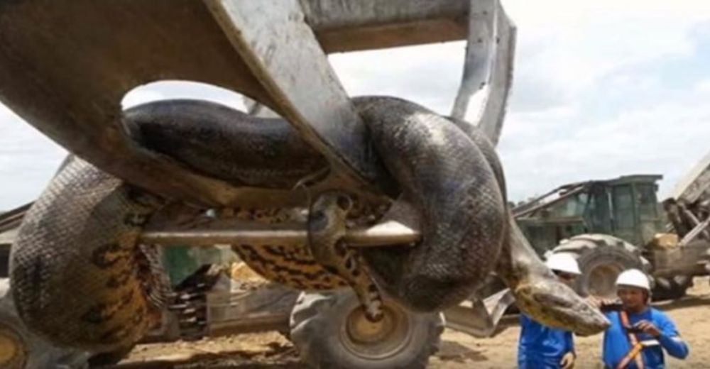 Unos trabajadores sobrevivieron a una anaconda que pesaba 400 kilos y medía más de 10 metros