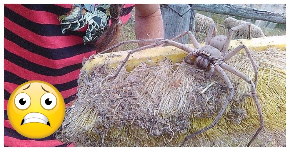 Encontró a la araña más grande e intimidante del mundo y decidió rescatarla