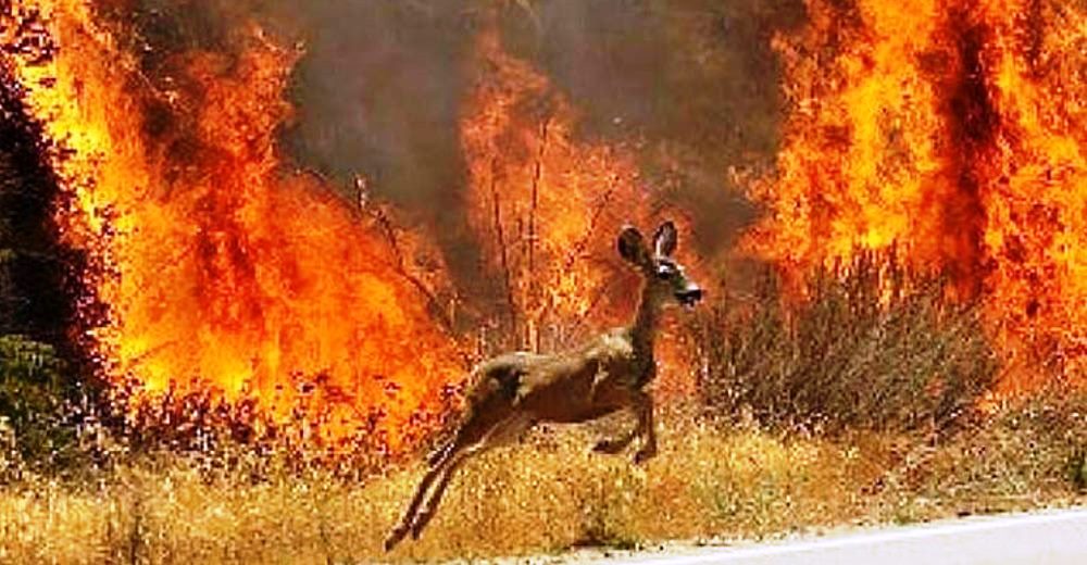 Una ola de solidaridad se desata en las redes tras los incendios de Galicia