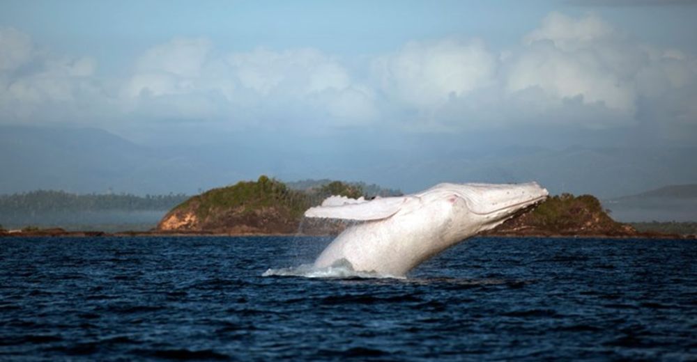 Migaloo, la única ballena albina jorobada, nos da las mejores noticias para su especie