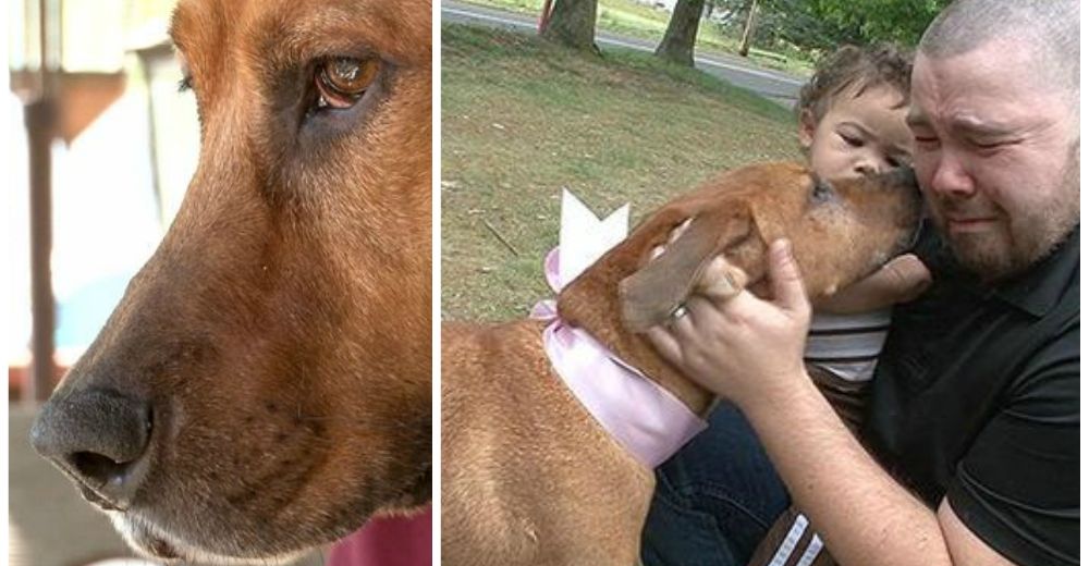 Cuando habían perdido toda esperanza de encontrar a su perrita robada, sucedió un milagro