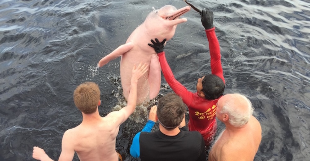 Los delfines rosa del Amazonas sufren mucho estrés por los turistas que sólo quieren una foto