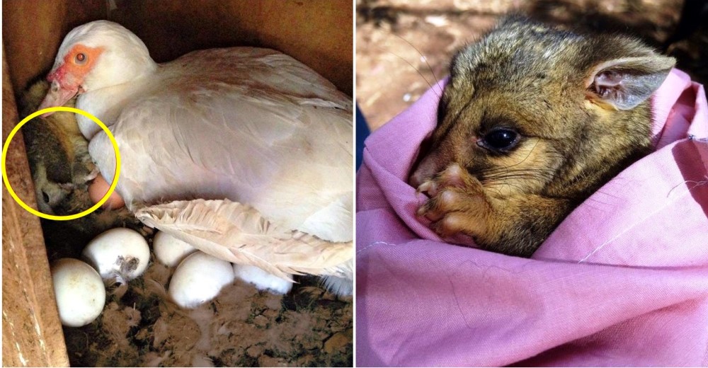 La dueña de esta pata no se imaginó lo que acogería bajo sus alas como una buena madre