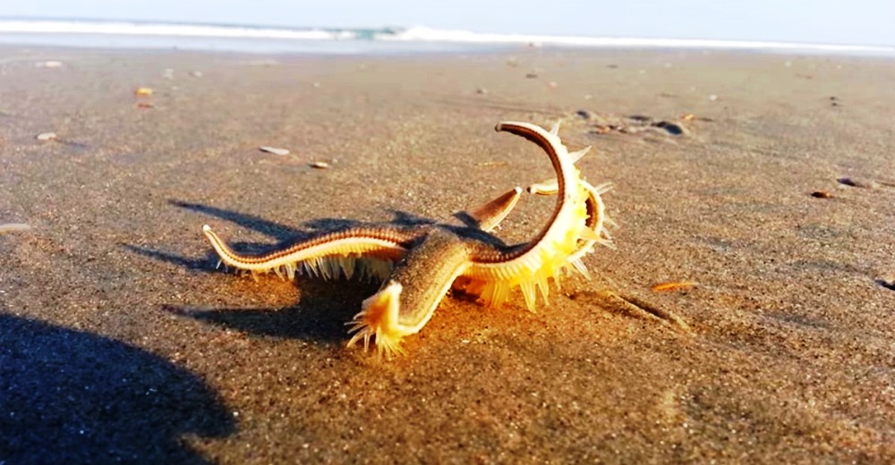 Una imponente estrella de mar sorprende dando un elegante paseo a la orilla del mar