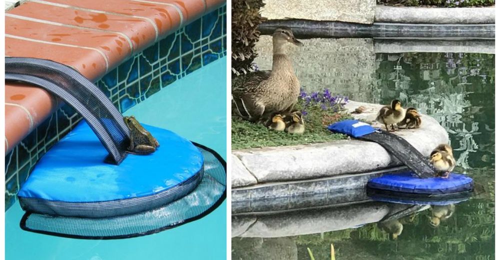 Este sencillo y útil invento está salvando la vida de miles de pequeños animalitos