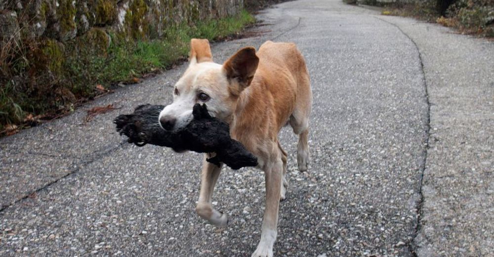 La desoladora imagen de una perrita con su cría calcinada, mueve a la solidaridad en Galicia