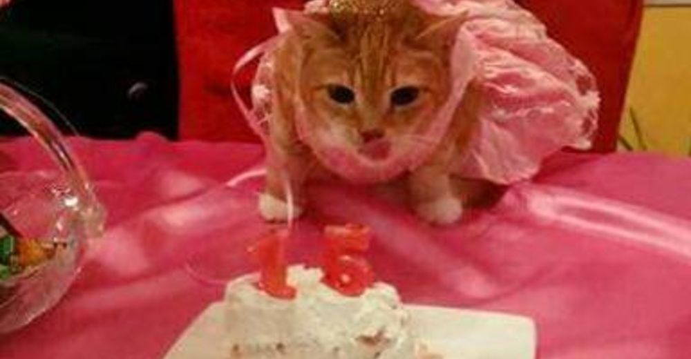 Querían una épica celebración por los 15 años de su gata – El resultado fue adorable