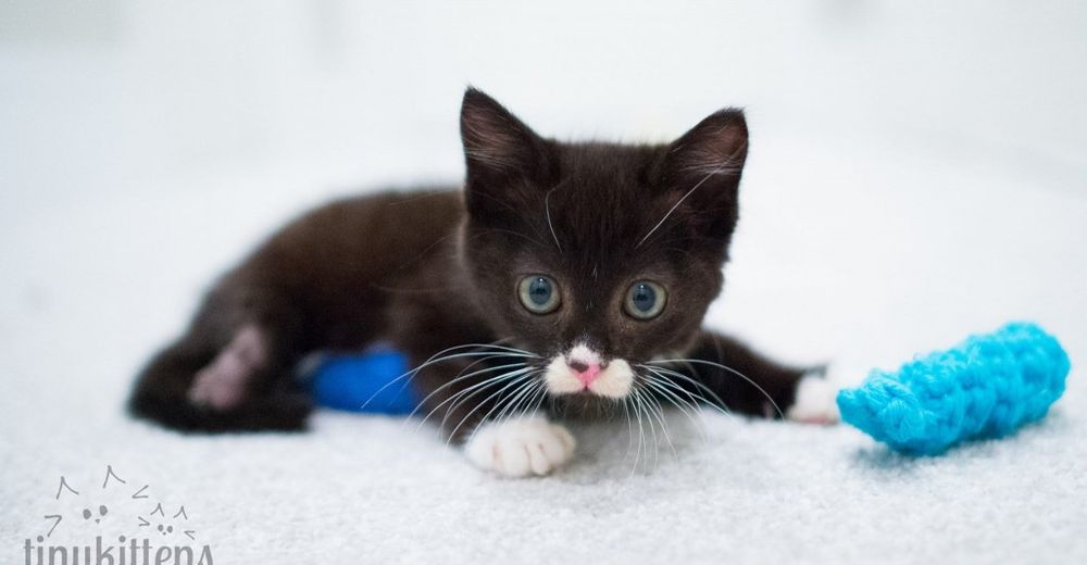 Cassidy, la gatita de dos patas que ha logrado desafiar al destino gracias a su valentía