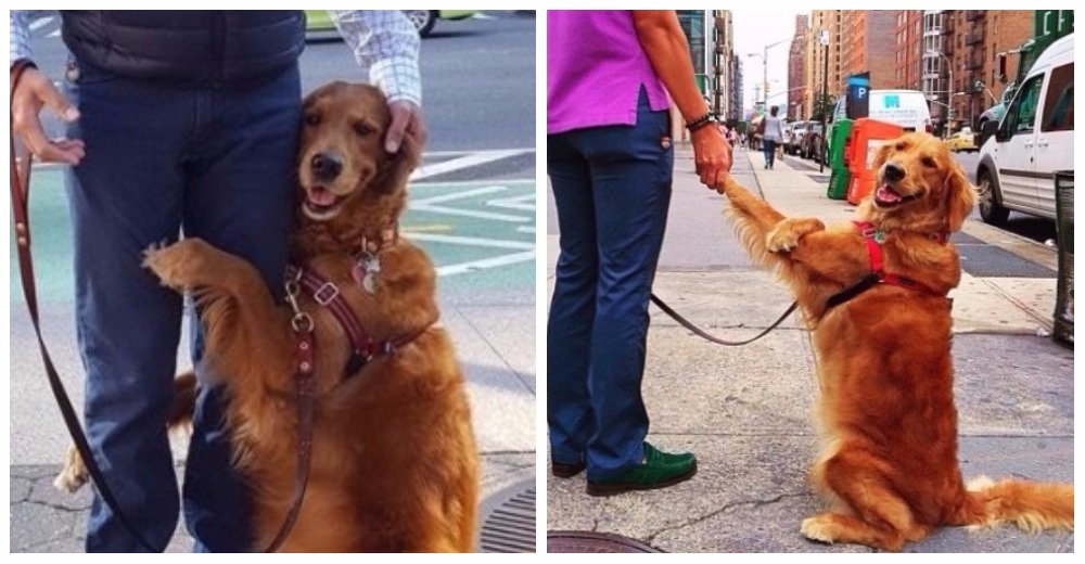 Esta chica tiene una tierna obesión cada vez que sale de paseo por las calles de New York