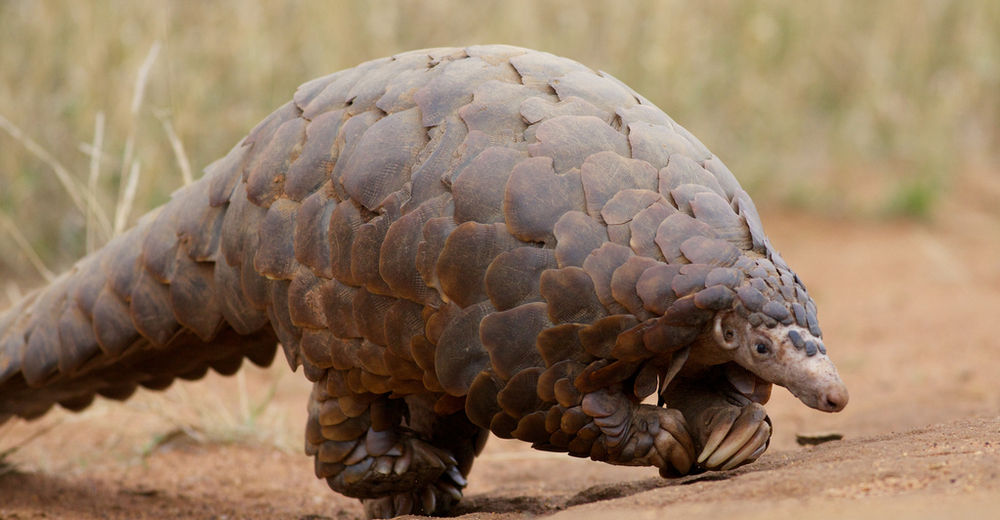 En Indonesia fueron rescatados 101 pangolines en peligro de extinción de un horrible final