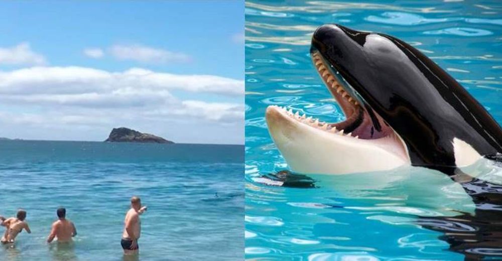 Esta traviesa orca bebé casi consigue matar de susto a unos bañistas intrusos