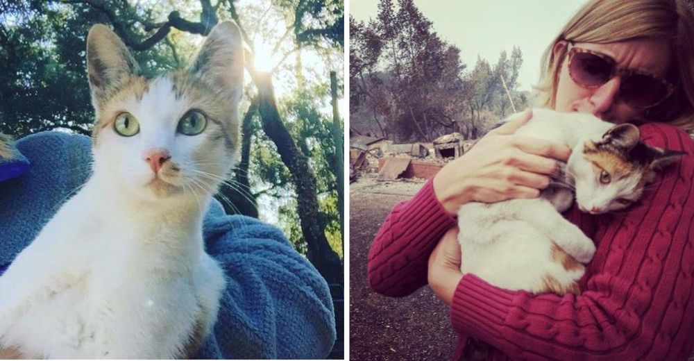 Su casa se incendió y le preocupaba la vida de su gata… El reencuentro es muy conmovedor