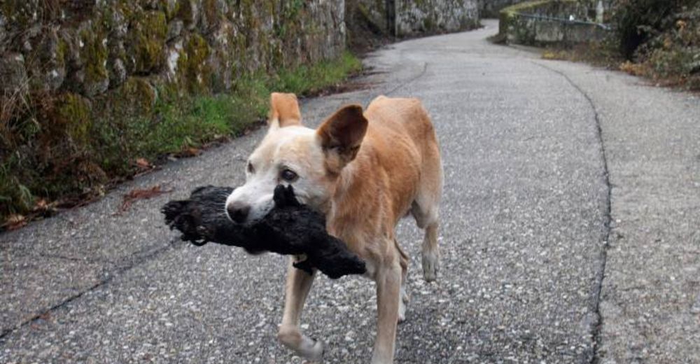 La verdadera historia detrás de la gran foto de la perrita con la cría calcinada