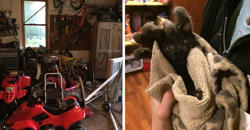 Escuchó un ruido en su garage y tras buscar por tres días encontró la más tierna sorpresa