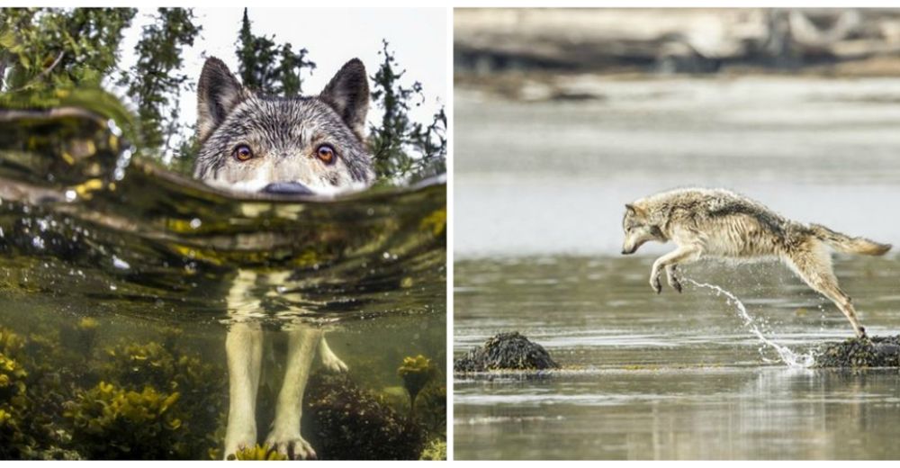 Impactantes imágenes revelan una nueva especie de lobos descubiertos por un fotógrafo