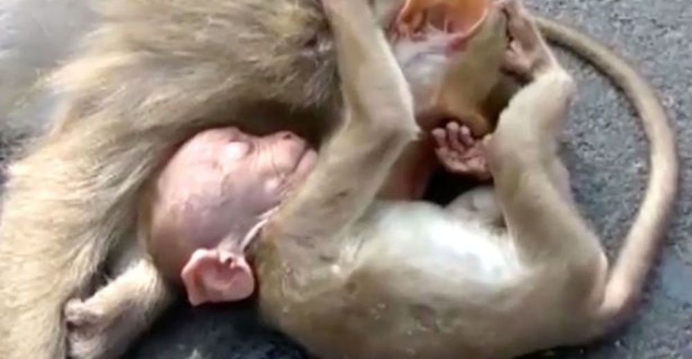 Este monito bebé estalla en llanto y la razón es descorazonadora