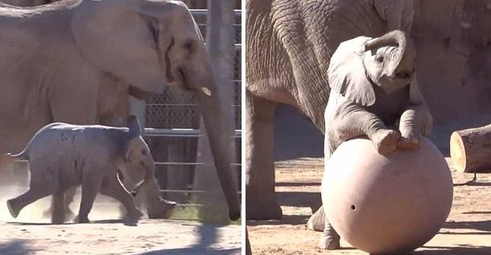 Nandi, el elefante más pequeño con habilidades especiales