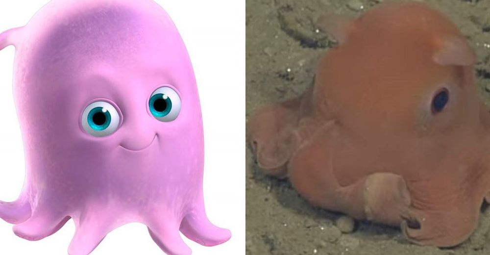 Descubren el pulpo de Buscando a Nemo, sí existe en la vida real y es adorable