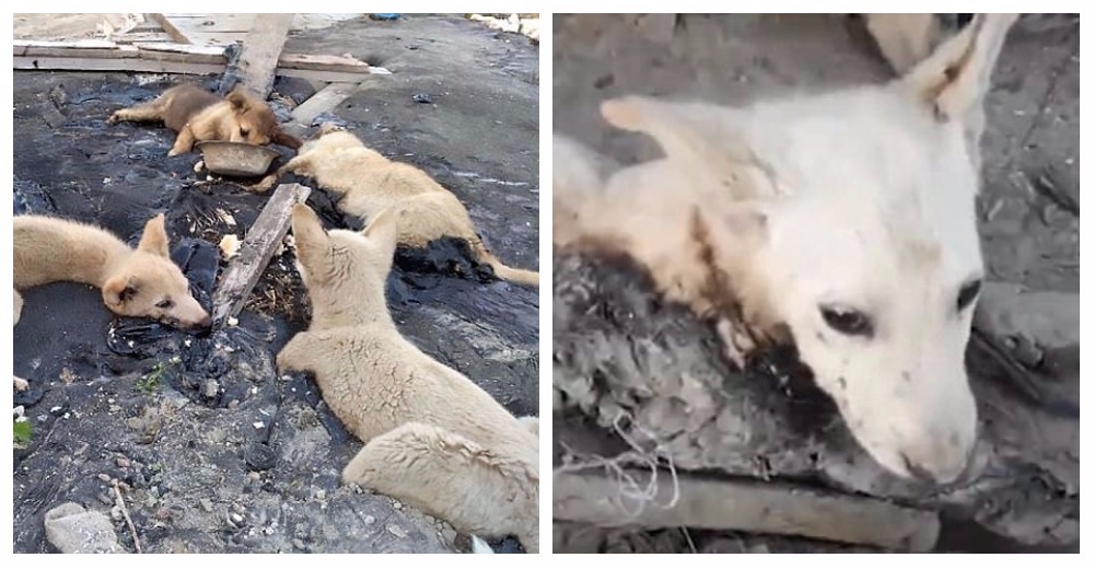 Rescatan a perritos abandonados en un pozo de alquitrán en las condiciones más dolorosas