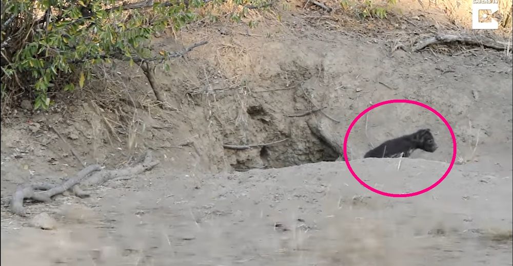 Este fotógrafo no podía creer que algo tan tierno saliera de una madriguera