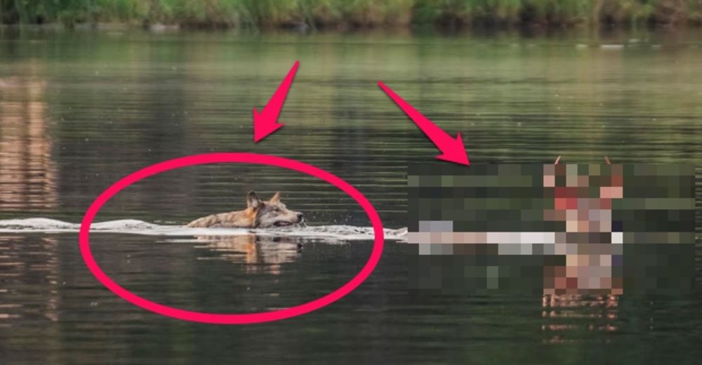 Naturaleza salvaje: Un lobo hambriento se lanza al lago para perseguir a su presa