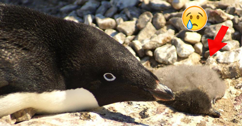 En Antártida miles de crías de pingüino Adelia viven una tragedia debido al cambio climático