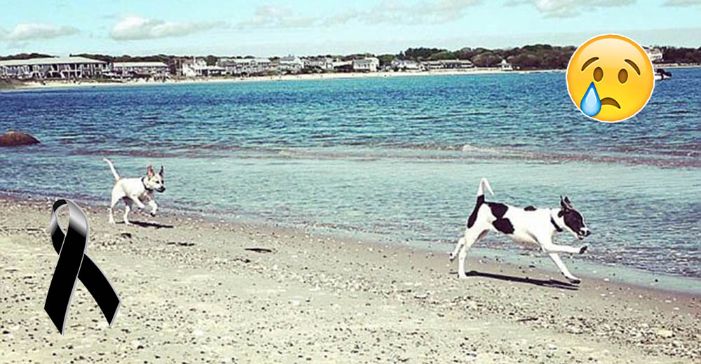 Llaman a este lugar «La Playa de los Perros Muertos» tras el paso del huracán María