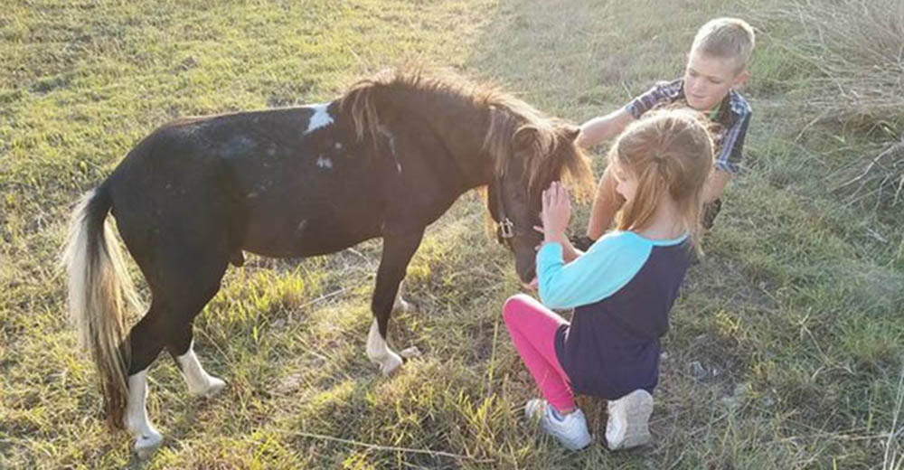 Un pony rescatado justo antes de morir realiza un gesto que jamás se hubieran esperado