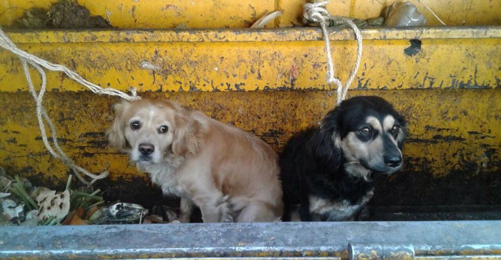 Quería deshacerse de sus perros y se los dio a los hombres del camión de desperdicios