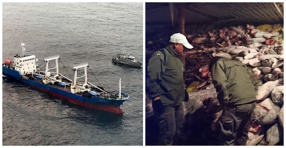 Confiscan un buque chino con 300 toneladas de especies marinas protegidas en las Islas Galápagos