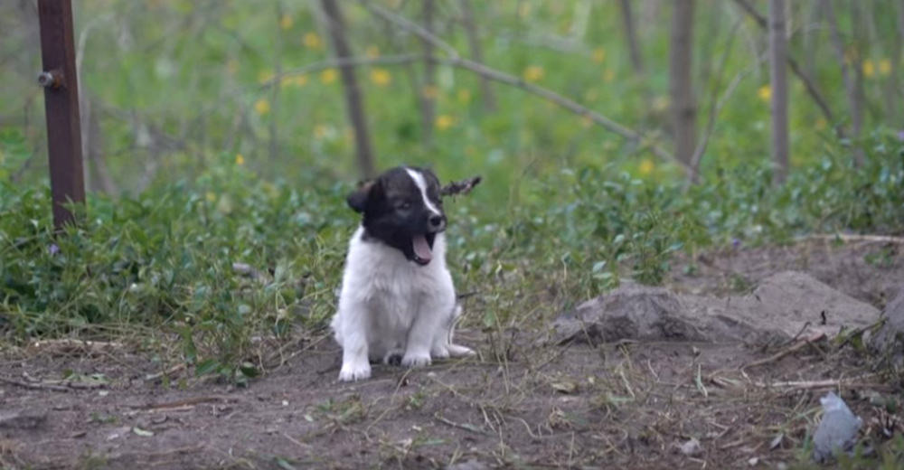 INCREÍBLE – Chernóbil, el único lugar en donde existen verdaderos perritos radiactivos