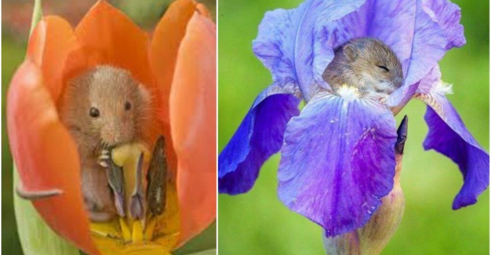 Nadie se imaginó encontrar tanta ternura en un campo de tulipanes