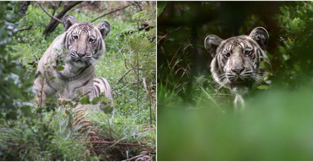 Descubren un tigre extremadamente raro y no revelan su ubicación para protegerlo