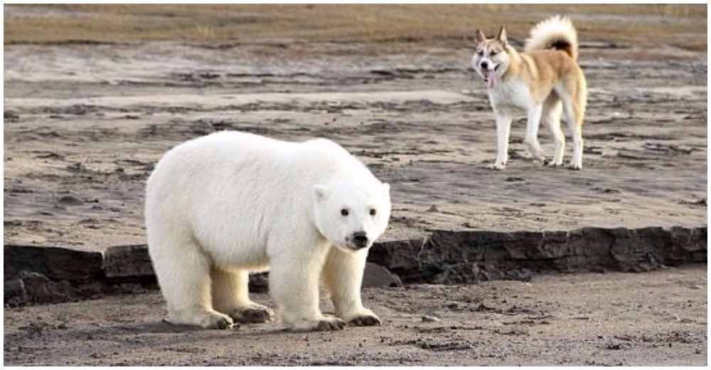 Insólito – Aparece una osa polar bebé jugando con perros salvajes a 750 km de su hábitat