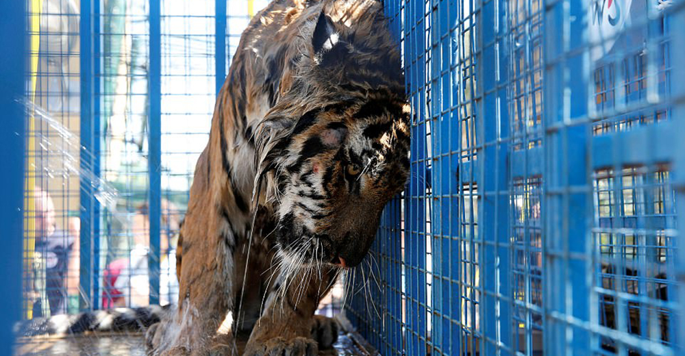 Rescatan a los animales sobrevivientes de un zoo después de que explotó la guerra en Siria