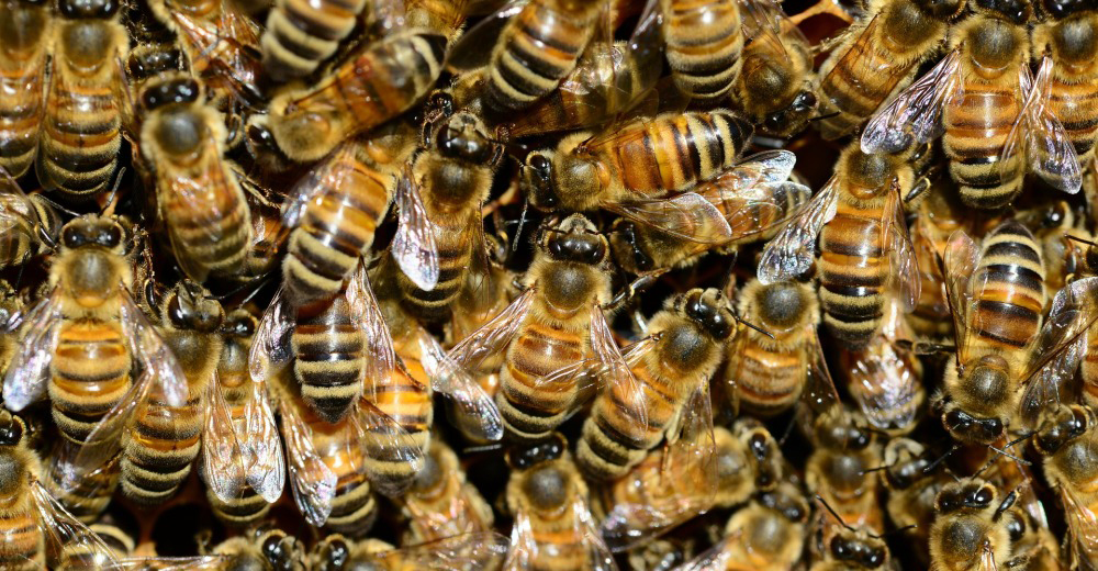 Una difícil decisión tras un accidente terminó con la vida de un millón de abejas inocentes