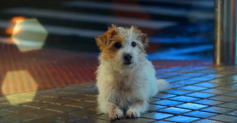 “Adopta, no compres” – La hermosa campaña de Repsol que está tocando miles de corazones