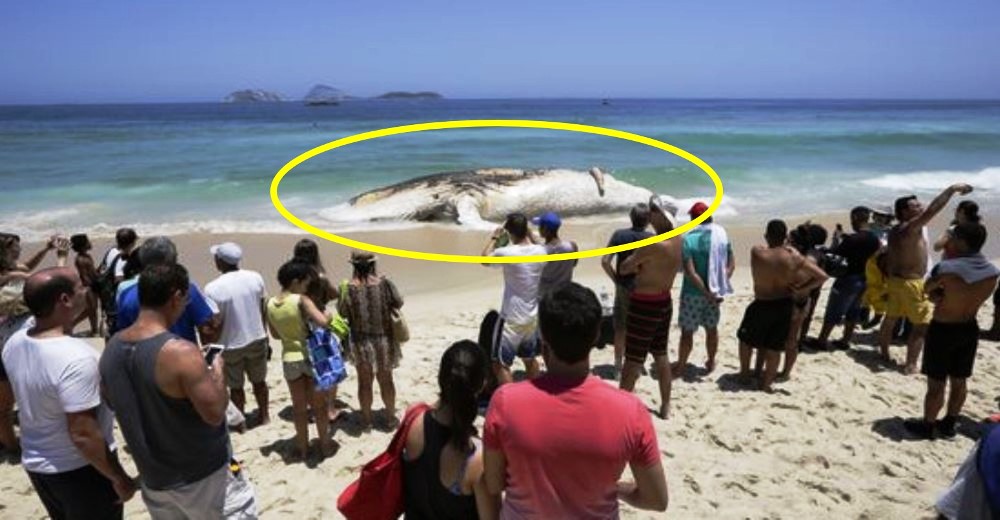 Increíble – Una gigantesca ballena sin vida y maloliente se encalla en una playa de Brasil