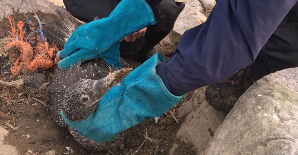 Alarmante – Cientos de aves marinas construyen sus nidos con la sustancia más nociva