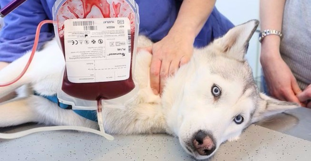 Buenas noticias – Chile anuncia el funcionamiento de su primer banco de sangre para mascotas