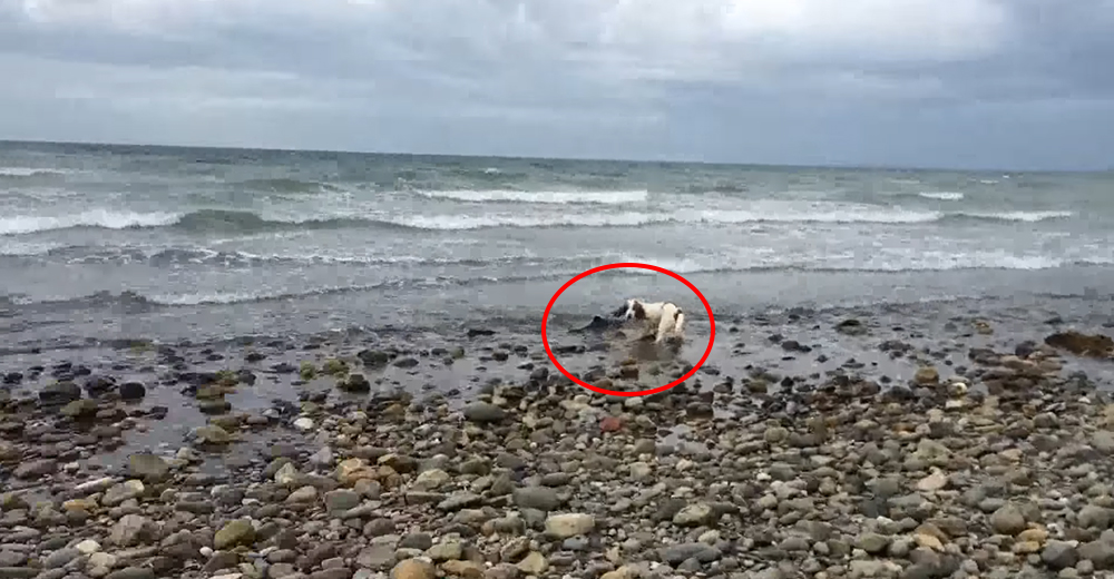 Una perrita encuentra un bebé delfín varado en la playa y descubre la mejor forma de salvarlo