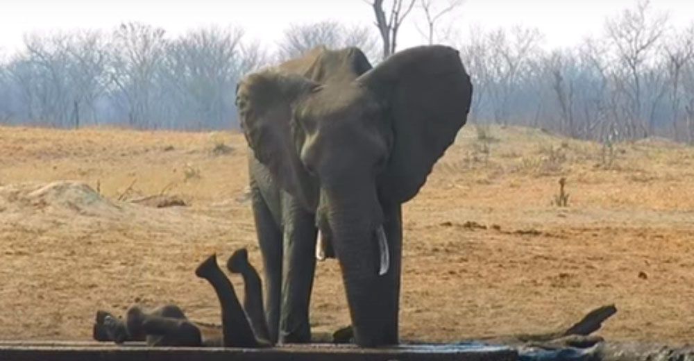 Todos en la manada se rindieron… pero el amor de esta madre elefante fue mucho más allá