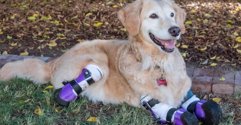 Esta perrita fue abandonada en un basurero y ahora es una fuente de inspiración para muchos