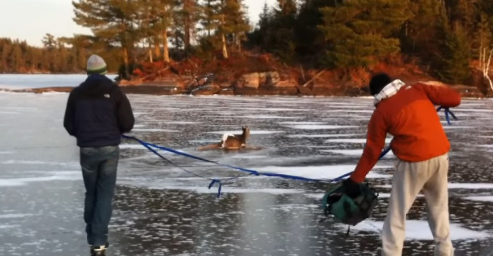 Atrapado en el hielo – Muchos querían cazarlo, pero estos hombres hicieron algo increíble